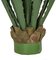 Earthflora's 36 Inch Large Outdoor Pandanus Plant In Green Or Burgundy