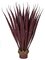 Earthflora's 36 Inch Large Outdoor Pandanus Plant In Green Or Burgundy