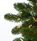 Earthflora's 12 Ft., 14 Ft., And 16 Ft. Slim Commercial Tower Trees