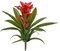 Earthflora's 12 Inch Guzmania Plant - Red Or Yellow