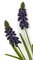 Earthflora's 12.5 Inch Grape Hyacinth Plant Fire Rated