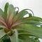 Earthflora's 12.5 Inch Green Tillandsia Air Grass Plant