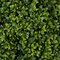 Earthflora's 20 Inch Outdoor Boxwood Ball - New Leaf Style