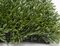 Earthflora's 20 Inch X 3.5 Inch New Leaf Outdoor Japanese Boxwood Mat