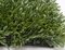 Earthflora's 20 Inch X 3.5 Inch Long Leaf Thick New Leaf Outdoor and Fire Rated Japanese Boxwood ...