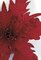Earthflora's 21 Inch Velvet Poinsettia Stem - Red Or Gold