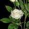 Earthflora's 23 Inch Artificial Mini Rose Sprays In Pink Or White Colors
