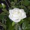 Earthflora's 28 Inch Rose Bushes - Red, Pink, And White