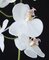 Earthflora's 31 Inch Phalaenopsis Orchid Stem In White, Green, Purple, Beauty