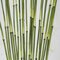 Earthflora's 31 Inch Potted Bamboo Stem Plant