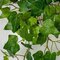 Earthflora's 45 Inch Hanging Sage Ivy Bush