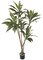 Earthflora's 5 Foot Cordyline Plant On Natural Wood