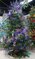 Earthflora's 7.5 And 9 Foot Elizabeth Pine Trees With Multi-colored Led Lights