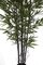 Earthflora's Bamboo Palm Trees With Black Canes 9 Foot
