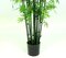Earthflora's Bamboo Palm Trees With Green Canes - 5 Foot , 7 Foot, And 9 Foot