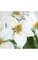 20" Poinsettia Bush 9 White Flowers