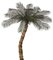 10 feet-14 feet Coconut Palm