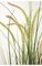 46" PVC Foxtail Grass Bush - 7 Cream Foxtails - Cream/Green - Weighted Base