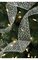 25' Tinsel Ribbon 2.75" Width Silver