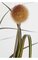 42" PVC Onion Grass with Pomp Balls - Brown/Olive - Weighted Base