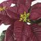 18 inches Polyblend Poinsettia - 15 Green Leaves - 5 Red Flowers