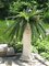 30 inches Plastic Outdoor Large Boston Fern - 49 Fronds - 40 inches Width - Green - Bare Stem
