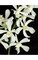 26" Vanda Orchid Stem - 14 White Flowers