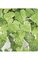 42" Potato Leaf Bush - 20" Width - 141 Leaves - Light Green - Bare Stem