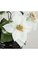 18" Poinsettia Bush 5 White Flowers