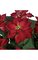 16" Poinsettia Bush 7 Pink/Red Flowers
