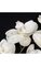 32" Satin/Velvet Phalaenopsis Pearl White