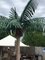 CP-1001 Custom Made Caribbean Palm Tree