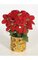Poinsettia Bush 5 Red Velvet Flowers