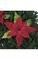Velvet Poinsettia Red