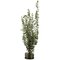 4.5 Foot Hx18"Wx22"L Eucalyptus in Glass Vase Green