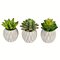 3.5" Green Succulent in Container 3/pk