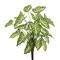 22 inches Syngonium Bush W/25 Lvs.-Green