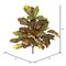 34" Croton Plant W/40 Lvs-Green/Orange