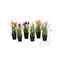 10" Potted Tulip Assortment 6/pk