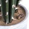 27.5" Green Cactus in Concrete Pot