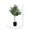 4' Green Potted Olive Tree