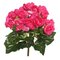 9.5" Hot Pink Begonia Bush