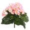 9.5" Lt Pink Begonia Bush