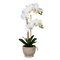 23" White Phal in Pot Real Touch