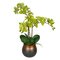 22" Green Phalaenopsis In Pot