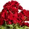 18" Red Geranium Bush 4/Pk