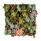 16.5" Multi-Colored Succulent Wall Arran