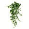 34 inches Green Ivy Hanging Bush