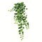 28" Varigated Green Ivy Hanging Bush