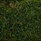 Green Moss Sheet - 1.1 lb/Bag
